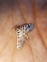 Conchylodes ovulalis