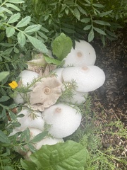 Leucocoprinus cepistipes
