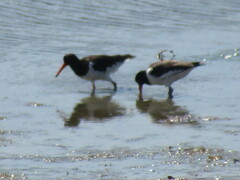 Haematopus ostralegus