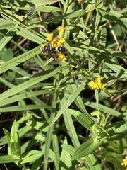 Eumenes