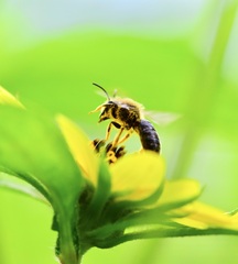 Andrena helianthi