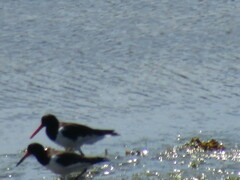 Haematopus ostralegus