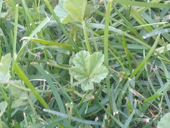 Malva parviflora