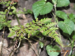 Cystopteris protrusa