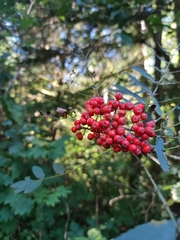 Sorbus