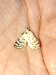 Conchylodes ovulalis