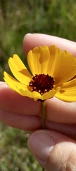Coreopsis gladiata
