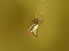 Micrathena plana