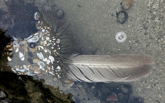 Anthopleura