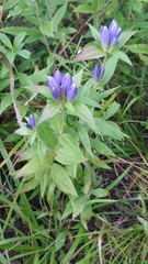 Gentiana andrewsii