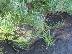 Salicornia