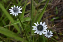 Eryngium scaposum