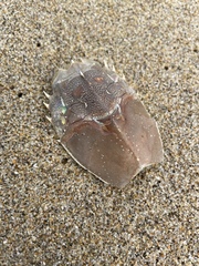 Blepharipoda occidentalis