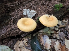 Tricholomopsis decora