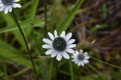Eryngium scaposum