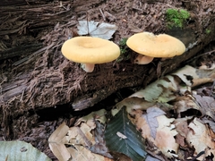 Tricholomopsis decora