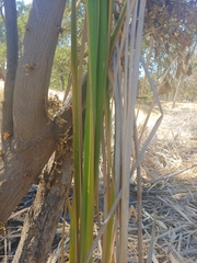 Typha domingensis
