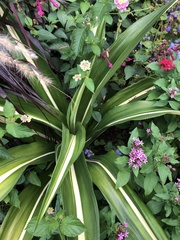Asparagaceae