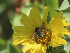 Dianthidium
