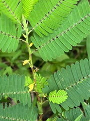Chamaecrista