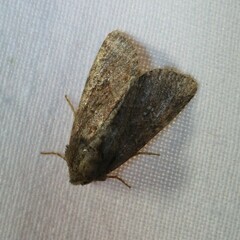 Oligia latruncula