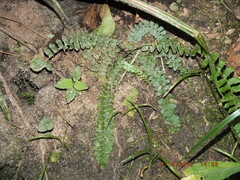 Asplenium platyneuron