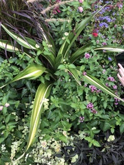 Asparagaceae