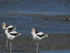 Recurvirostra americana