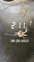 Persephona aquilonaris