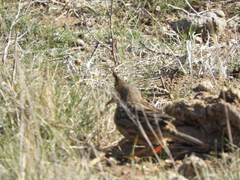 Coryphistera alaudina