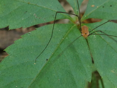 Leiobunum