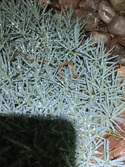 Thamnophis elegans vagrans