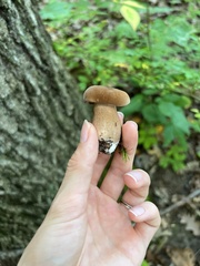 Boletus variipes