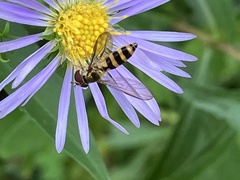 Meliscaeva cinctella