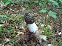 Phallus impudicus