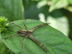 Pisaurina mira