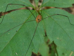 Leiobunum