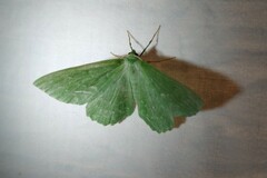 Geometra papilionaria