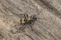 Polyrhachis ammon