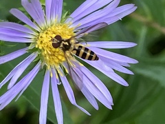 Meliscaeva cinctella