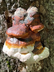 Fomitopsis pinicola