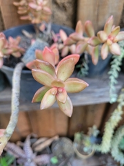 Sedum adolphi