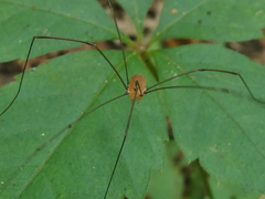 Leiobunum