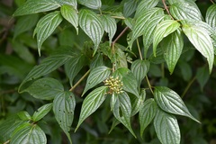 Cornus excelsa