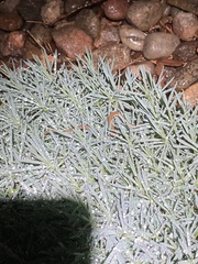 Thamnophis elegans vagrans