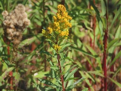 Solidago lepida