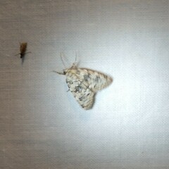 Bryophila domestica