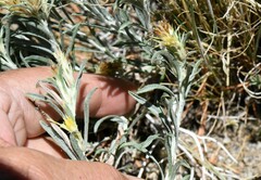 Ericameria parryi