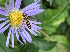 Meliscaeva cinctella