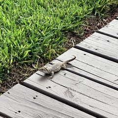 Leiocephalus carinatus